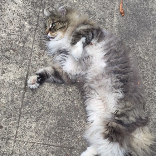 baearth:  made a new friend💛🐱