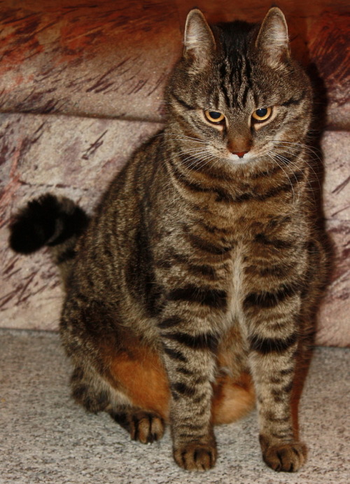 alter-natively-us: ignorance-on-fire: inkmo:coolcatgroup:The power   [ID: a pudgy tabby cat sitting 