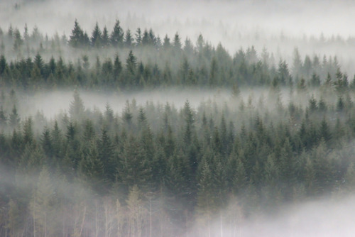comoxphotography: Forbidden plateau beneath a sea of fog.