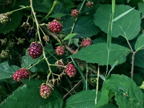 dawnforests: Wild blackberries (click for better quality)