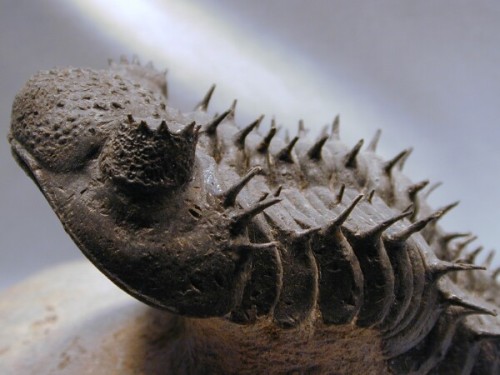 mrcaptaincook:  fossilized moroccan trilobites! :O 