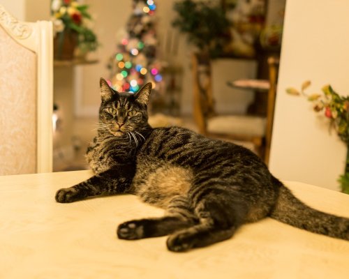 catsnpussys