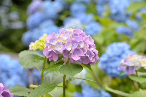 足羽山の紫陽花2020