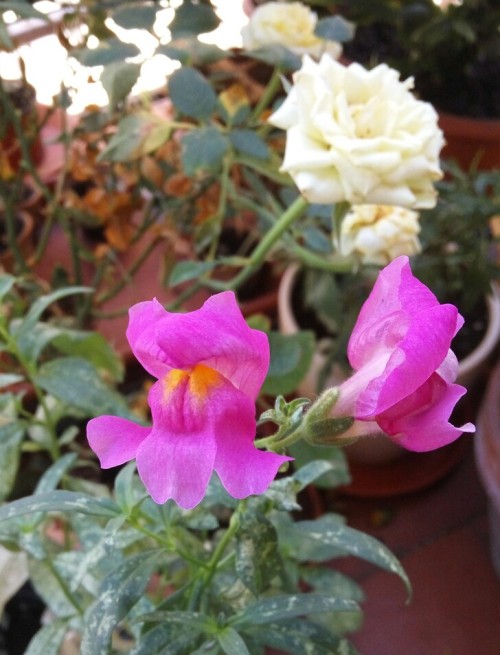 02/Jul/2016The first snapdragons started to bloom some days ago