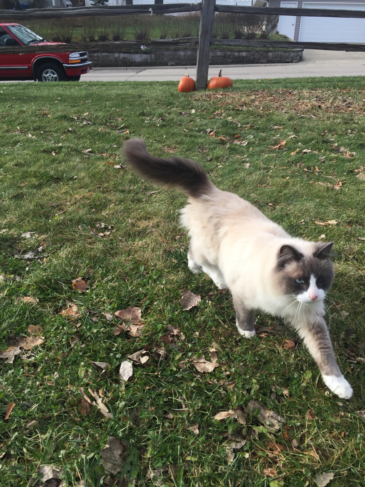 jordysnelson:  so majestic, so friendly 