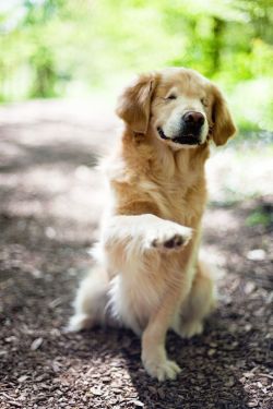 congenitaldisease:  Smiley is a beautiful golden retriever that was born in a puppy mill without any eyes. Other than the obvious, he also has a few other differences than your average golden retriever; he’s smaller, has larger teeth, and his back