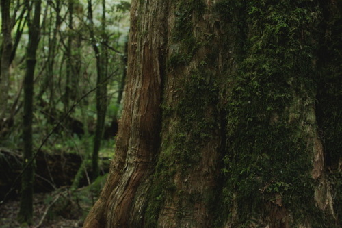 photographybywiebke: Old trees in the native bush