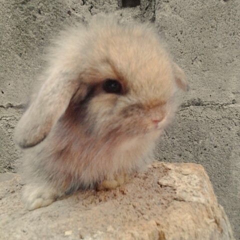 torpengromantikoo:  My 3 weeks old Lion Lop bunnies. Ang cute na nila. Haaays. :’(