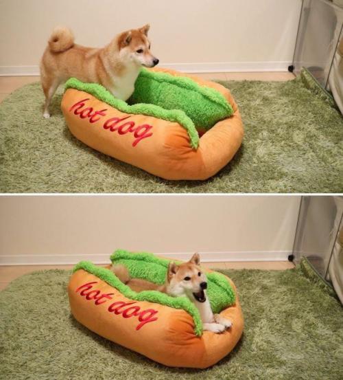 totallydoglife: One serving of hot dog