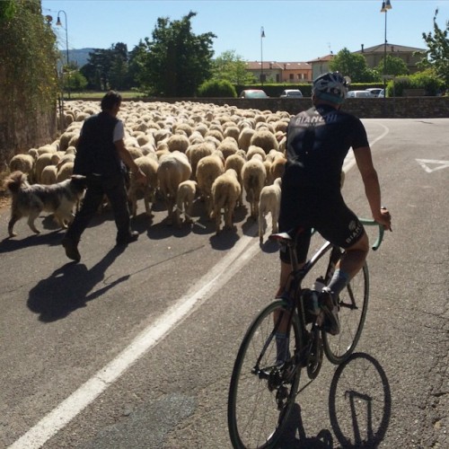 igerscycling: Flock of sheep on the road #igerscycling #cycling #bicycle (presso Nico Affi)