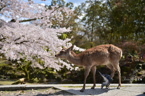 floralls: spring in Japan  by  Jennifer 真泥佛