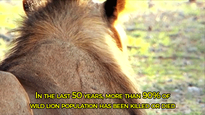sizvideos:These watches have been designed to save the lions. Get more information here