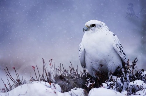 gyrfalcon