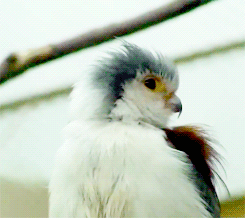 fat-birds:  national zoo pygmy falcon. 