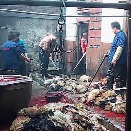 Esto es de un vídeo de@OfficialPeta presentado por#joaquinPhoenix Es un matadero de perros en #China