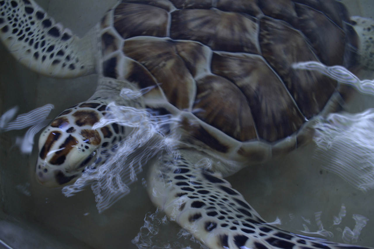 xibalbapiixan:  Tortugranja y acuario en Isla Mujeres.Quintana Roo, México.13 de