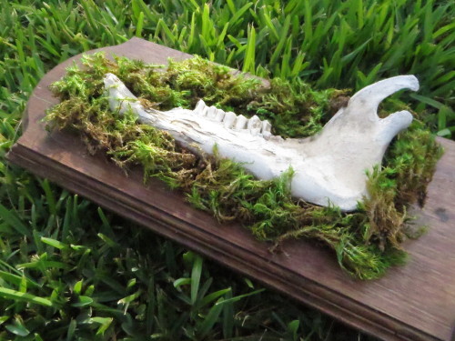 darklittlefaun:  Yay my bone mounts are finished! You can purchase them here! Everything is handmade by me, and bones are humanely collected. Only one of each is available so get them while they’re here. :)