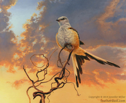 “Storm’s Departure” Scissor-tailed Flycatcher, 16"x20" oil on panel. One