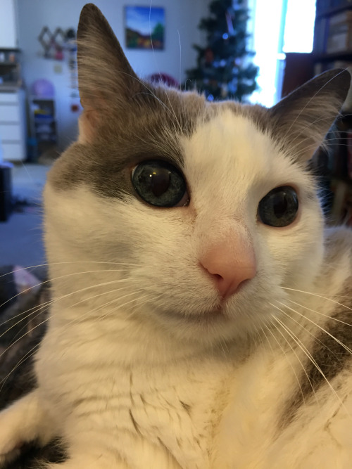 chocolatequeennk:My cat has the prettiest eyes I’ve ever seen.