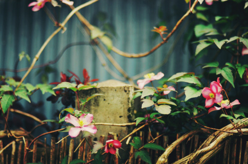 definitelydope:  By Ella Ruth 