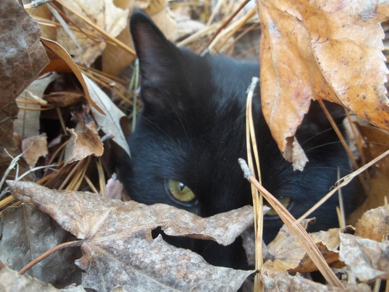 thecutecannibal:  Have some pictures of cats I own/used to own. &lt;3 