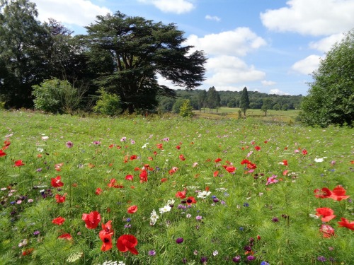 faerie-flowers: Heaven on earth
