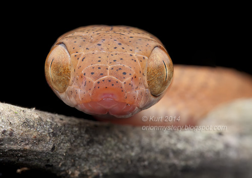 lxmaier: Boiga nigriceps IMG_7248 stk copy by Kurt (Orionmystery) G Via Flickr: Muack! Beautiful juv