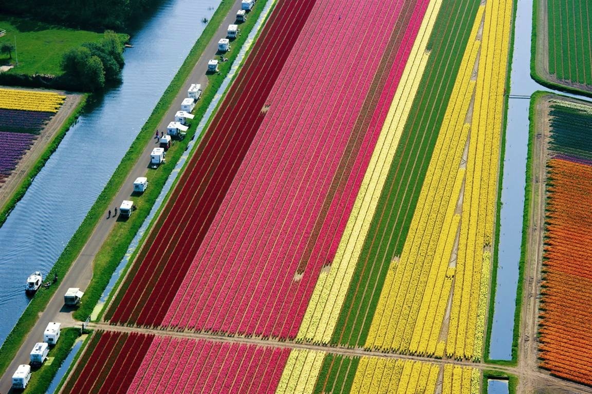 nubbsgalore:the flowers of holland’s keukenhof gardens near lisse in spring bloom. photos