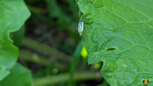 Two-Spotted Grass Bug - Stenotus binotatusA green area filled with green grass, green leaves, and a 