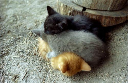 llbwwb:  Sweet dreams “) (via A family by Lina Skoldmor - Pixdaus) 