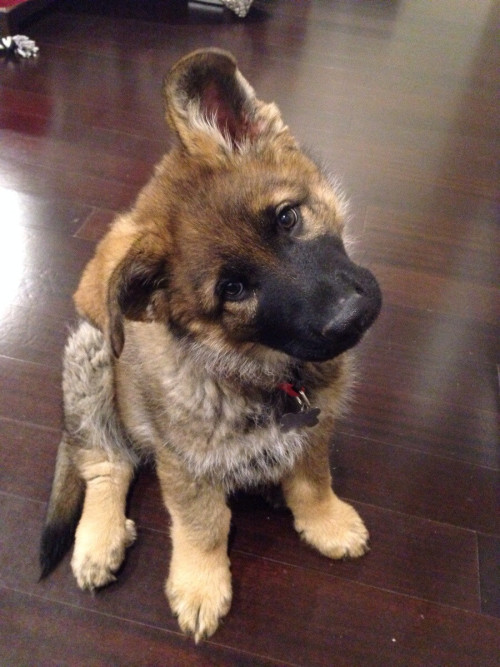 thecutestofthecute:German Shepherds and their floppy ears. There is nothing I do not like about this