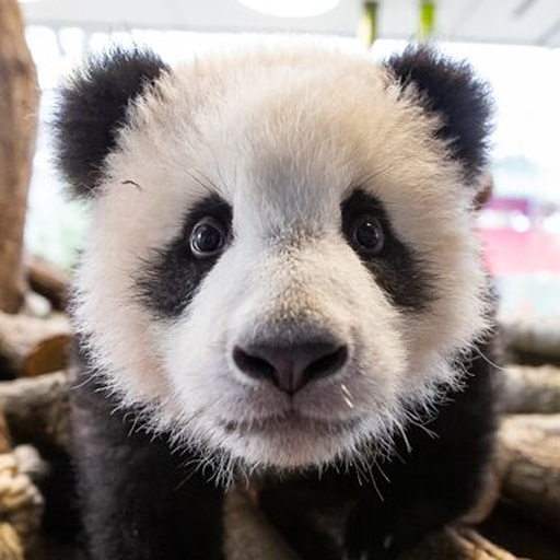 Giantpandaphotos:  Zoo Atlanta: Lun Lun’s Twin Cubs, 5 Weeks Old. Their Eyes Are