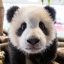 giantpandaphotos:  Zoo Atlanta: Lun Lun’s twin cubs, 5 weeks old. Their eyes are