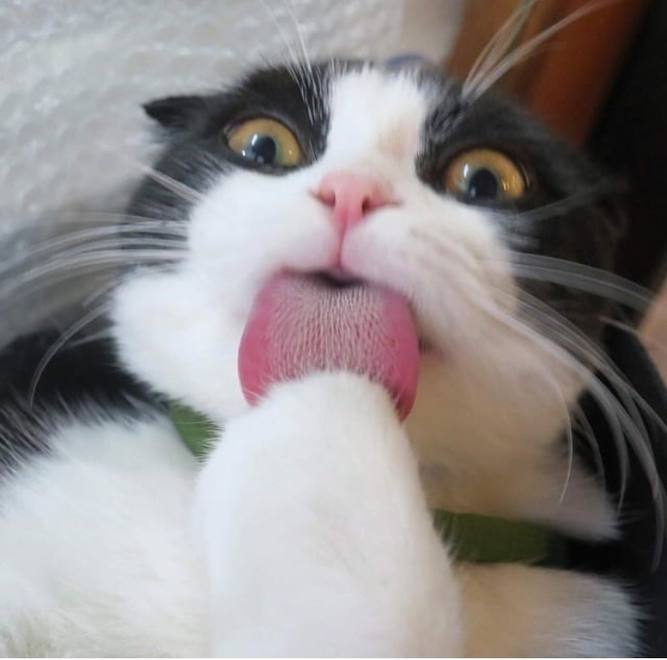 friendly-animals:  Follow me for more cute animals! (: