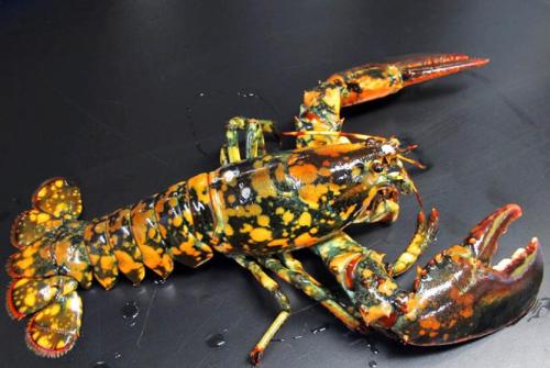 lophiusdragon:  sixpenceee:  The Calico Lobster are covered in orange blotches. The University of Maine says the odds of finding one are about one in 30 million.   it looks like a fire type pokemon