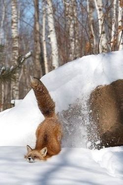 expression-venusia:  Fox fall… Expression