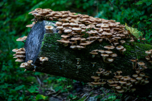 pineandantler: mushrooms on tree stump b.aa. s.