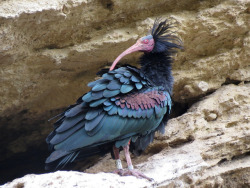 thalassarche:  Northern Bald Ibis / Waldrapp Ibis (Geronticus eremita) - photo by Steve MirickListed as critically endangered by the IUCN.