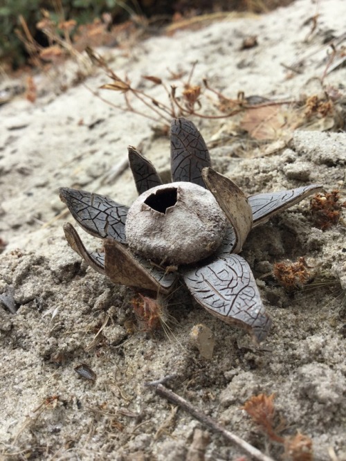 sporesmore:The Earthstar belongs to the family Geastraceae. Earthstars are hygroscopic, so in dry we