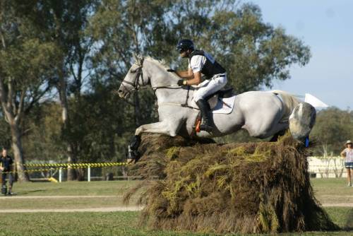all-the-horses: Pluto MioDaley K x Call of the WindHanoverian x Thoroughbred, Gelding17hhBorn 1