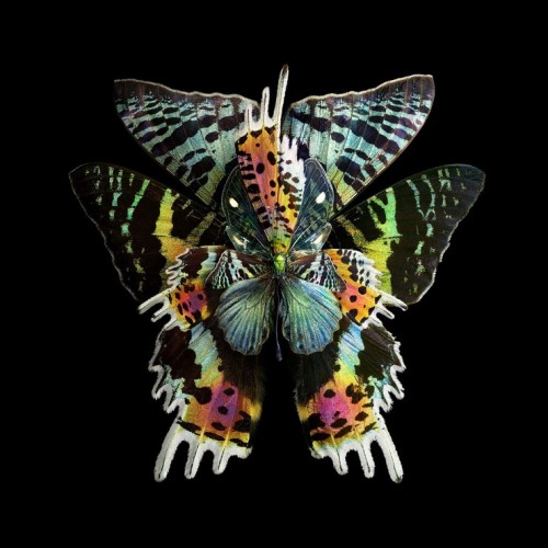  MIMESIS: INSECT WINGS ARRANGED TO LOOK LIKE BLOOMING FLOWERS 