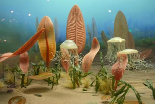 Ediacaran fossilsThe biggest division in the geologic record of Earth is between the Precambrian and