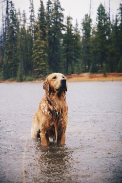 midwest-dirt:  I want to hug this wet dog so hard. 