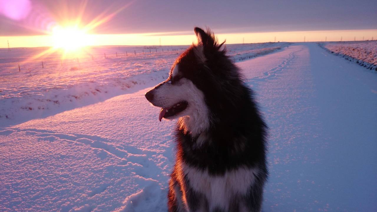 awwww-cute:  This is Loki on our cold evening walk