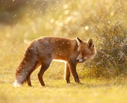 beautiful-wildlife:  The Fox &amp; The Fairy Dust by Roeselien Raimond