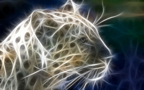 Animals Drawn With Light.