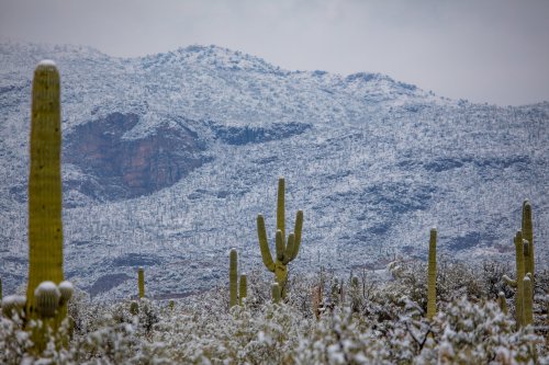 keepingitneutral:  Snow in the Sonoran Desert !Arizona Illustrated / Douglas Springs Trailhead   @empoweredinnocence looks familiar 