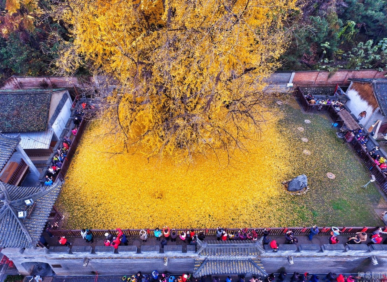 itscolossal:  An Ancient Chinese Ginkgo Tree Drops an Ocean of Golden Leaves