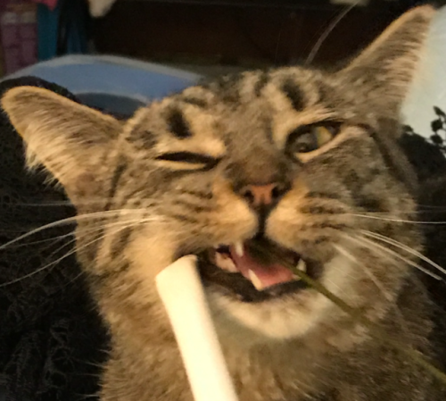 Here’s some of the best cropped pictures of my cat I made for avatar purposes. Feel free to us