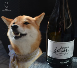 shibasommelier:  Bodegas As Laxas Sensum Albariño Cava Guys, this is a sparkling wine made out of Albariño! Rather simple on the nose with mostly lemon and sea salt notes. Maybe a slight sherry-like note on the palate along with lemon, pear, and lots